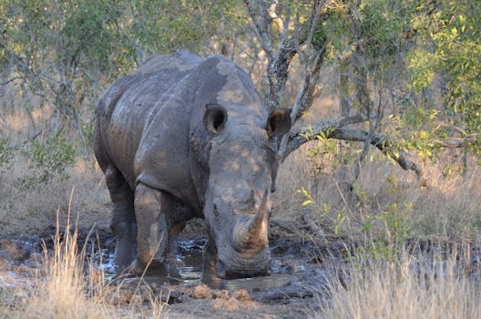 Plan a Responsible & Exciting Wildlife Safari: Types & Tips for Conservation