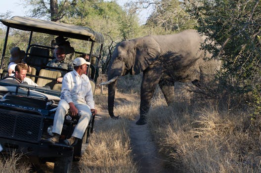 Ultimate Guide to Planning Your Dream African Safari Adventure