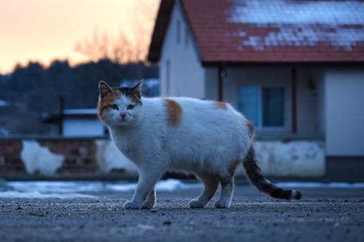 Explore the Wilds of Africa: A Comprehensive Travel Guide to Its Natural Wonders